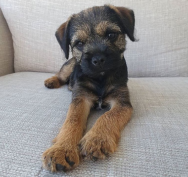 @maggie.border.terrier