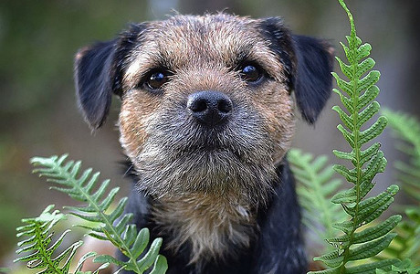 @borderterrierharry