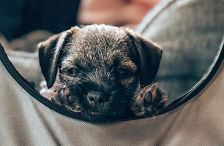 @teatheborderterrier