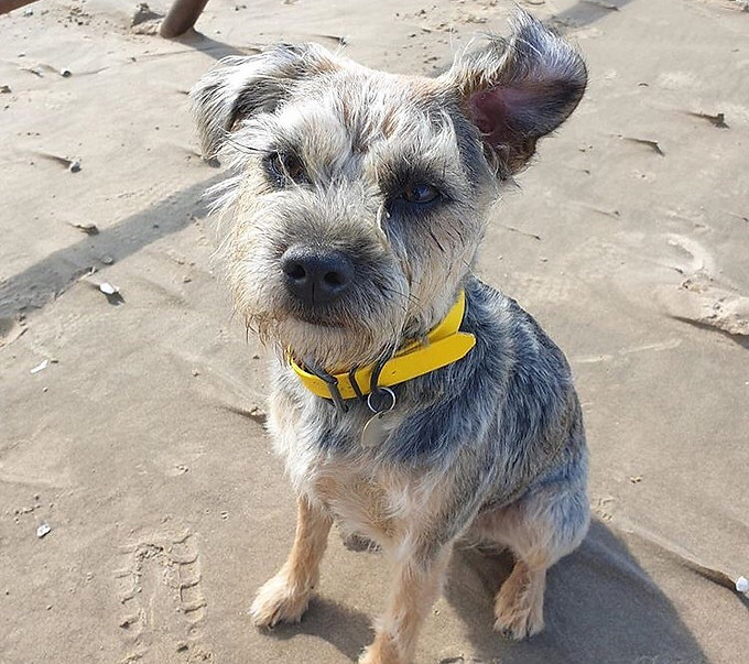 @ozzy.theterrier