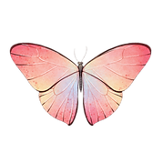 —Pngtree—watercolor blooming pink butterfly_6634944.png