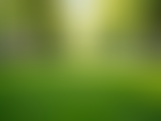 Essential Month-by-Month Lawn Care Schedule for Cincinnati Gardeners