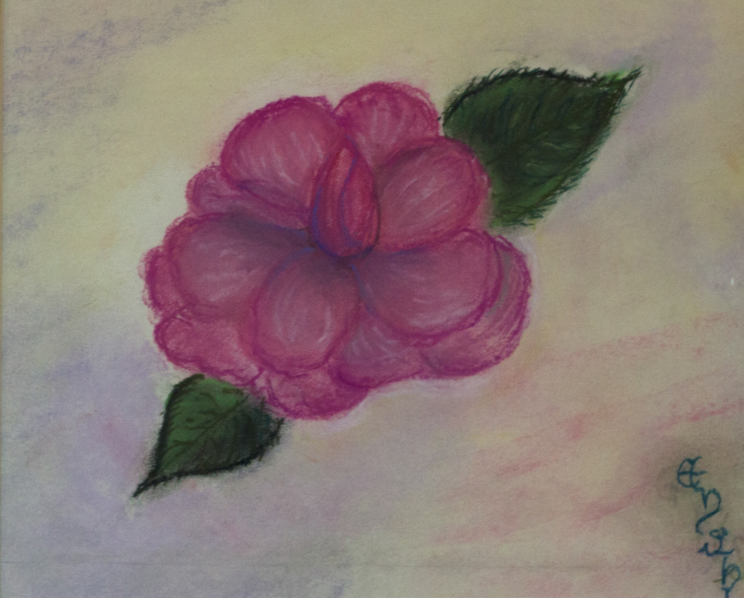 Purple Camelia