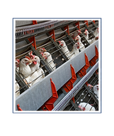 Fish Industry (1).png