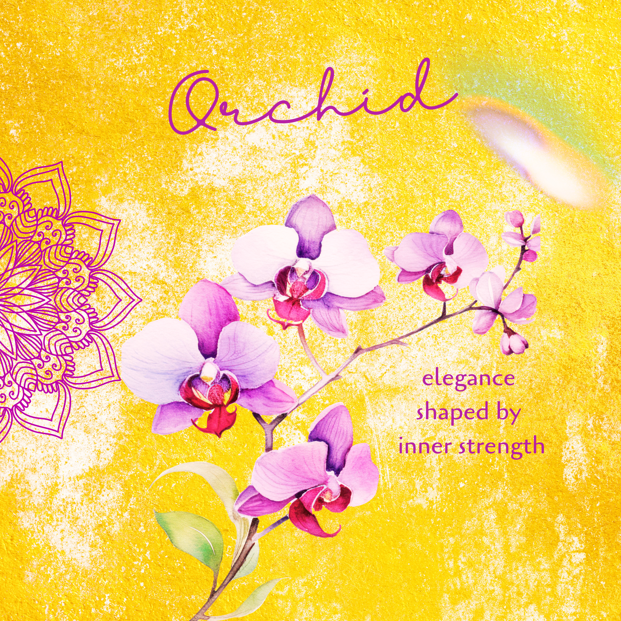 Orchid Illumination