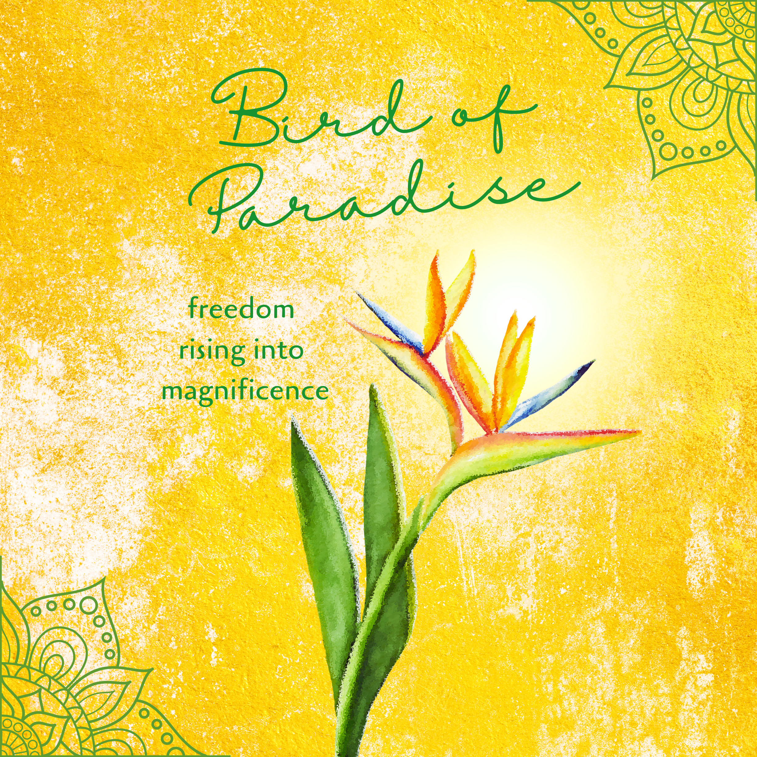 Bird of Paradise Illumination