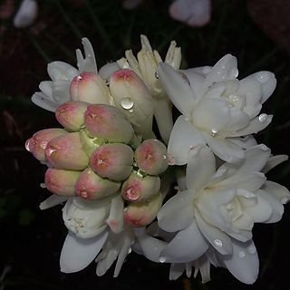 Tuberose.jpg