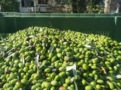 Discover Malcesine — also on your plate