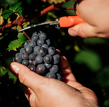 Youngblood Vineyard Preview 2020-13.jpg