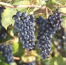 grapes_marquette.jpg