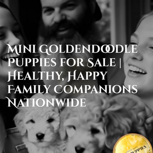 Mini Goldendoodle Puppies for Sale: The Complete Guide to Finding Your Perfect Family Companion