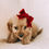Thumbnail: Cavapoo Puppies NARPuppies.com© 2026