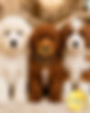 Mini Goldendoodle Puppies For Sale | NARPuppies.comhttps://codynsmithhost.wixsite.com/nar-puppies/shopping/cody-n-smith-s/store/mini-goldendoodle-puppies-for-sale