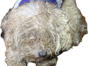 Dog Throwing Up Blood?