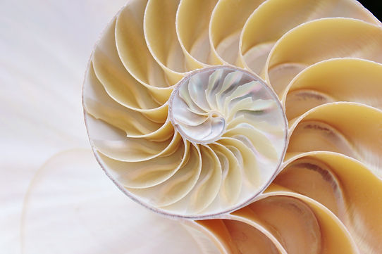 nautilus.jpeg
