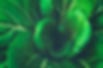Cabbage Leaves