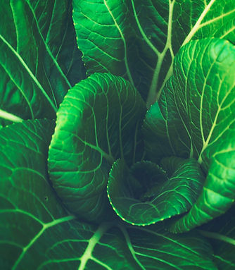 Cabbage Leaves