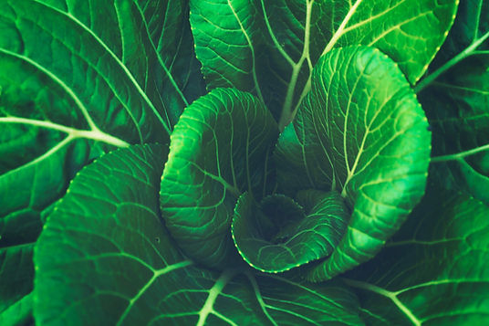 Cabbage Leaves