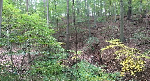 Pennsylvania Woods.JPG