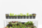 Eclectic Cacti banner