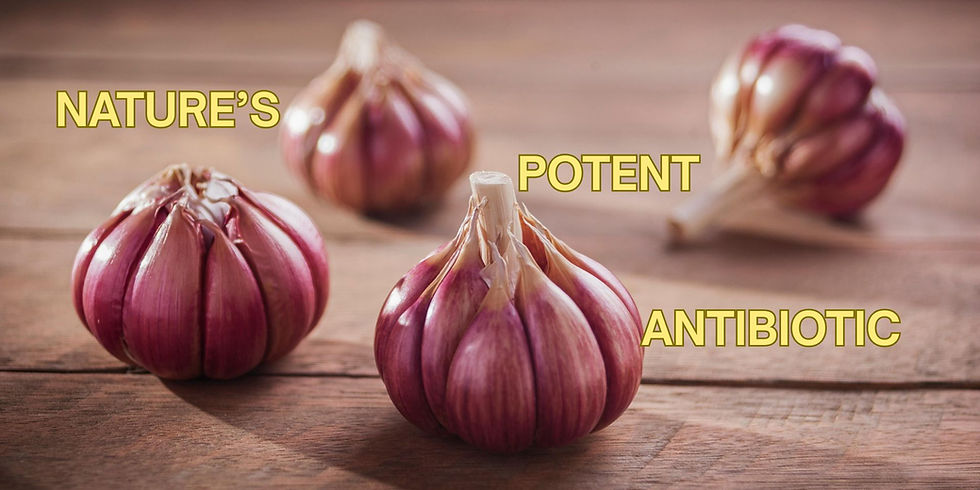 Four bulbs of magenta-skinned garlic on a wooden board with the words NATURE'S POTENT ANTIBIOTIC