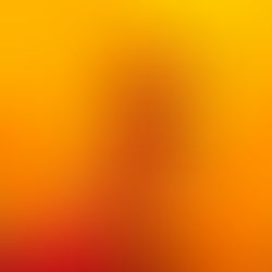 The internal part of an orange hibiscus flower showing the red pistil and the filaments with the yellow anthers.