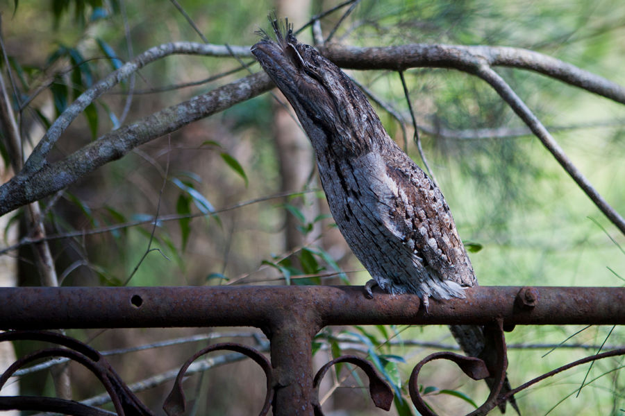 Tawny frogmouth