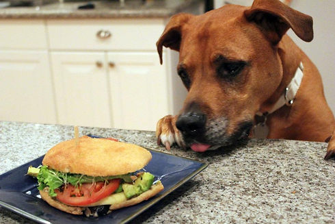 Max the Mutt about to steal a sandwich off the counter. .jpeg