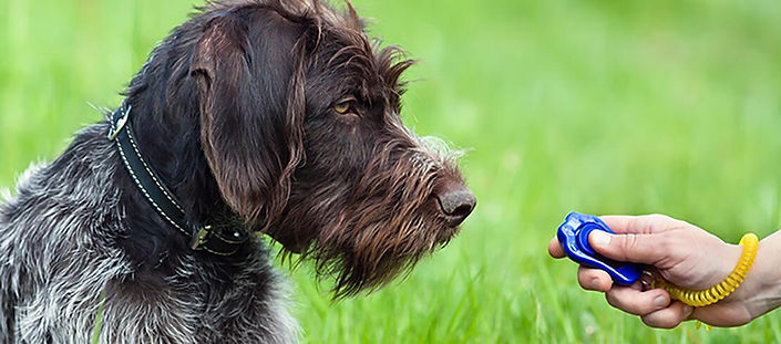 Dog being trained with positive reinforcement using a clicker as the marker. .