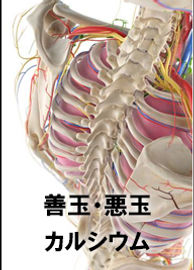 善玉悪玉カルシウム