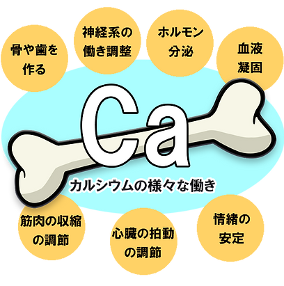カルシウムの働き2