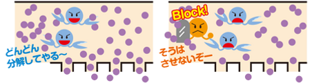 糖の吸収を抑える