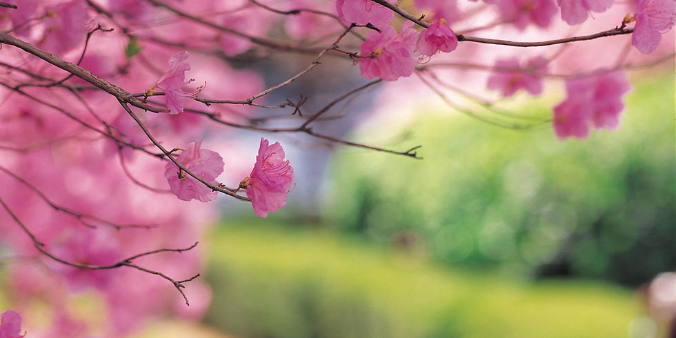 Cherry Tree_edited.jpg