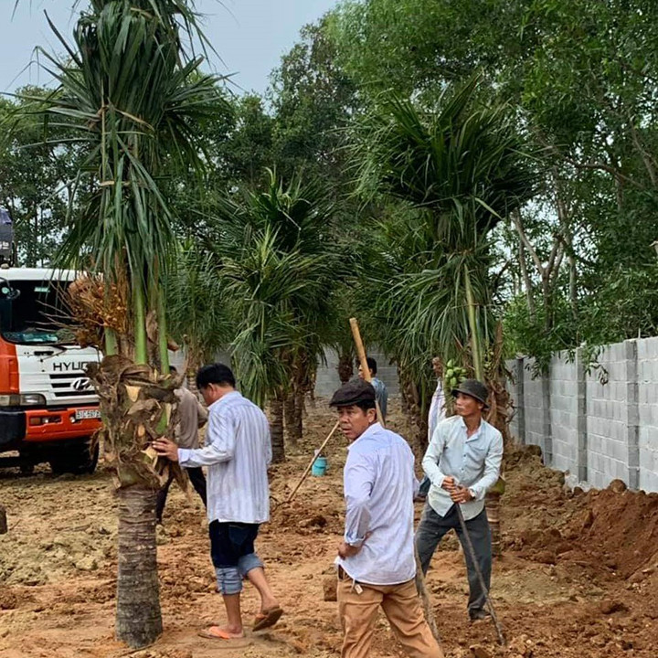 Thumbnail: Cung cấp cây dừa công trình