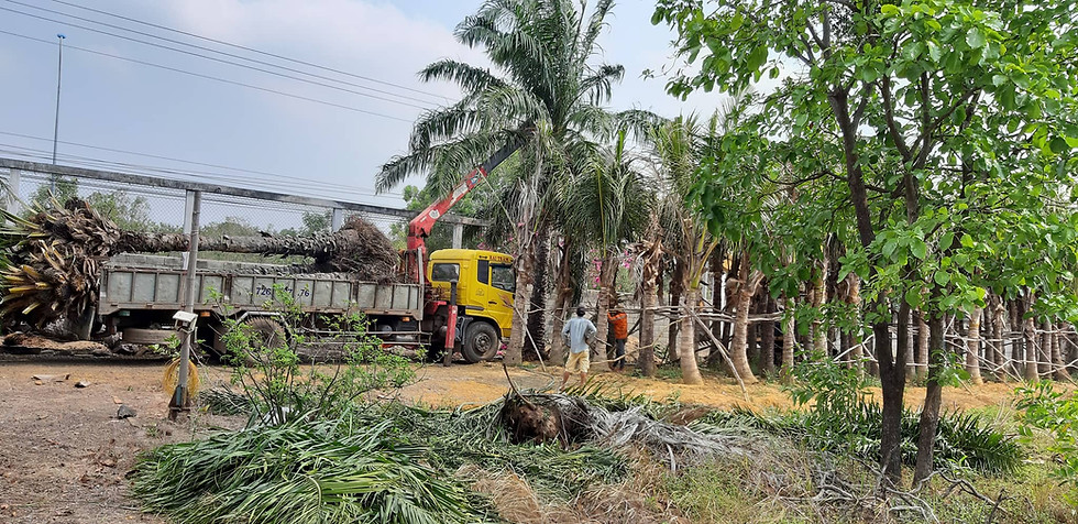Thumbnail: Cung cấp cây dừa công trình