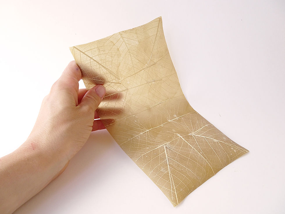 Mód. 3 "La plasticidad de la vegetación”-Producción a partir de residuos