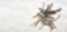 Dry Sticks_edited.jpg