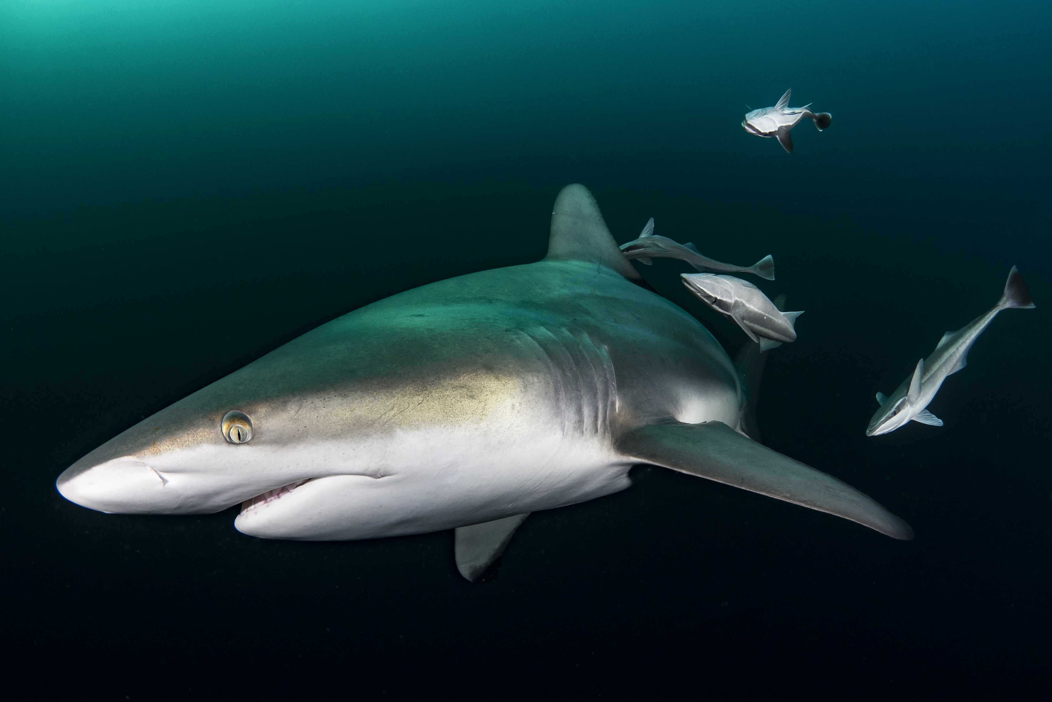 baited shark diving - aliwal shoal, south africa