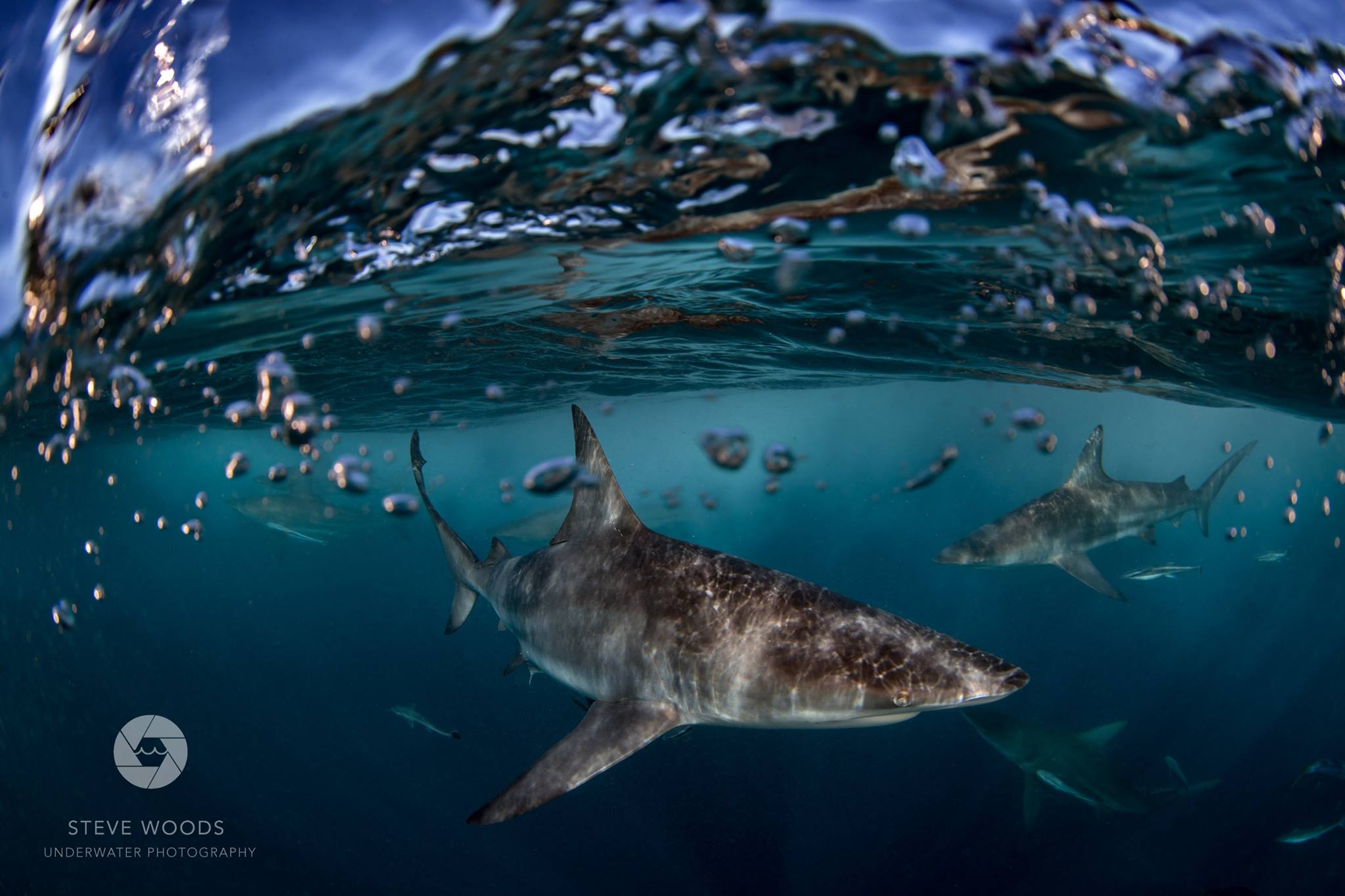 baited shark diving - aliwal shoal, south africa