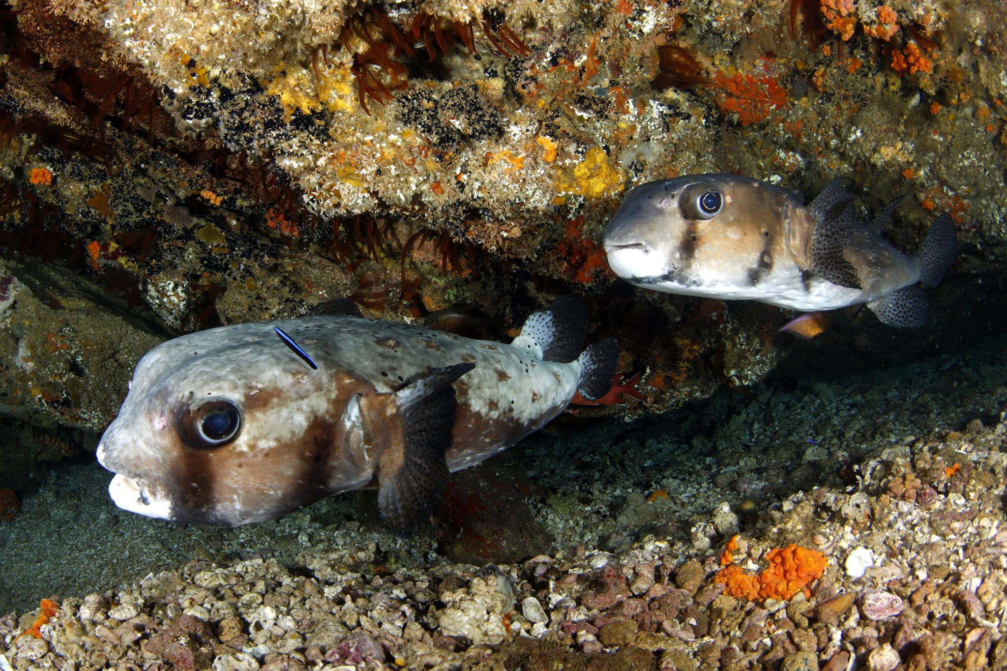 scuba diving aliwal shoal