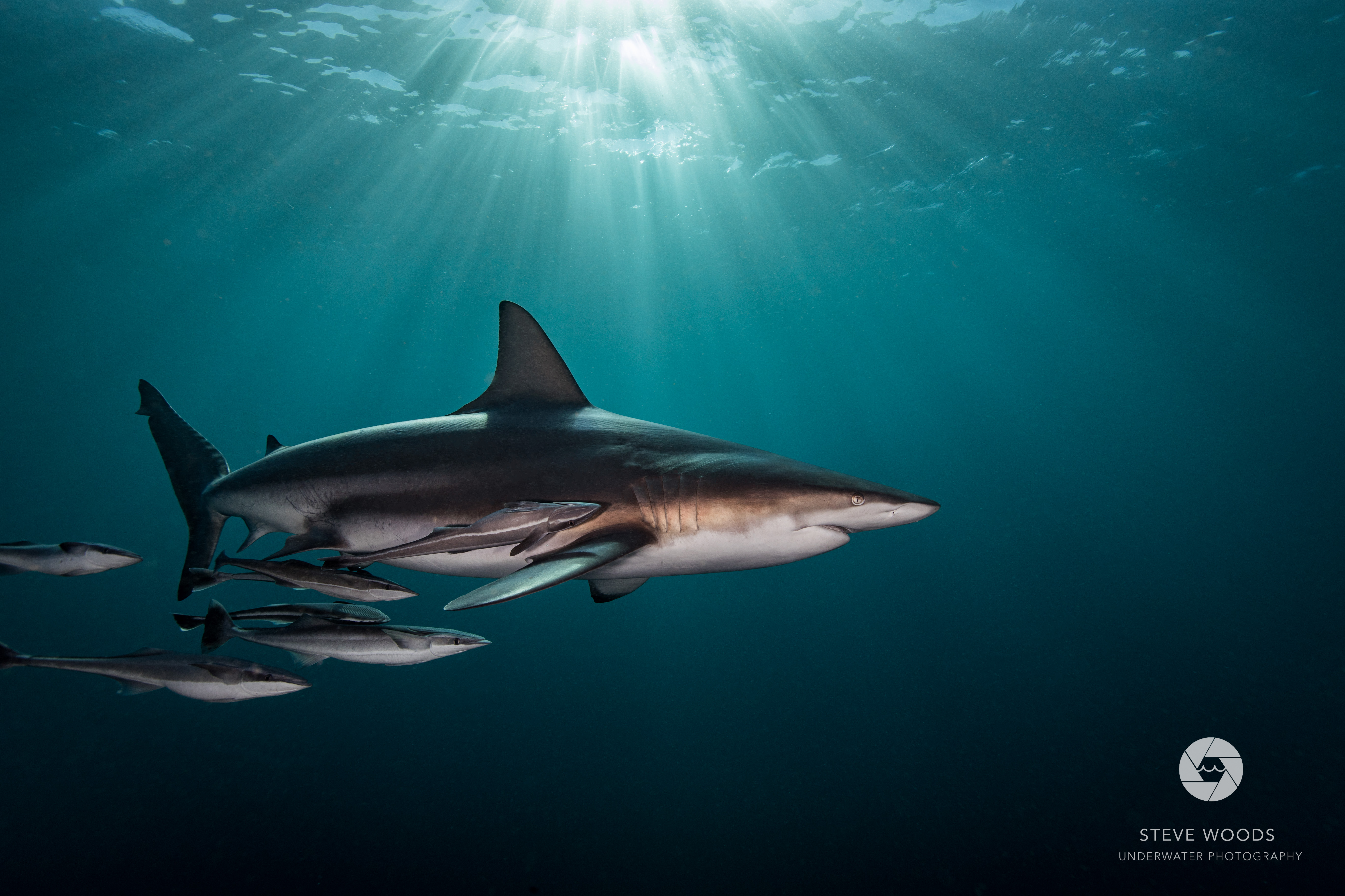 baited shark diving - aliwal shoal, south africa