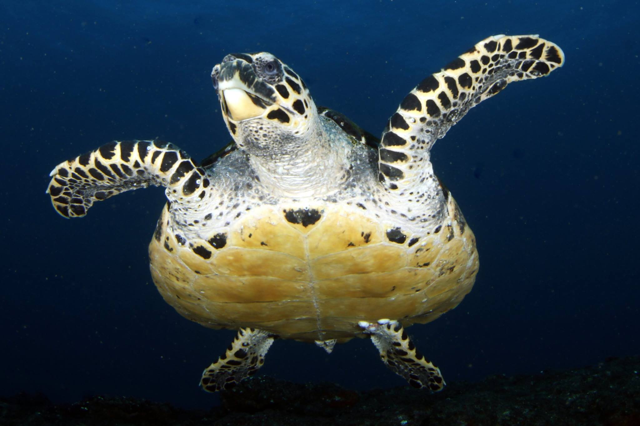 scuba diving - aliwal shoal, south africa
