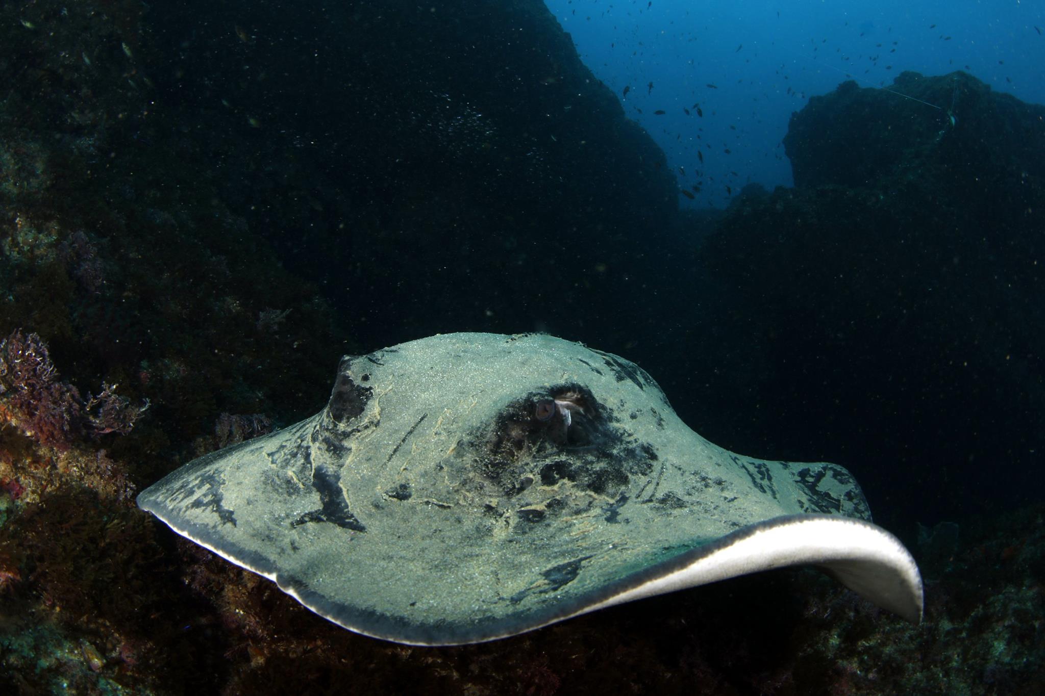 scuba diving aliwal shoal