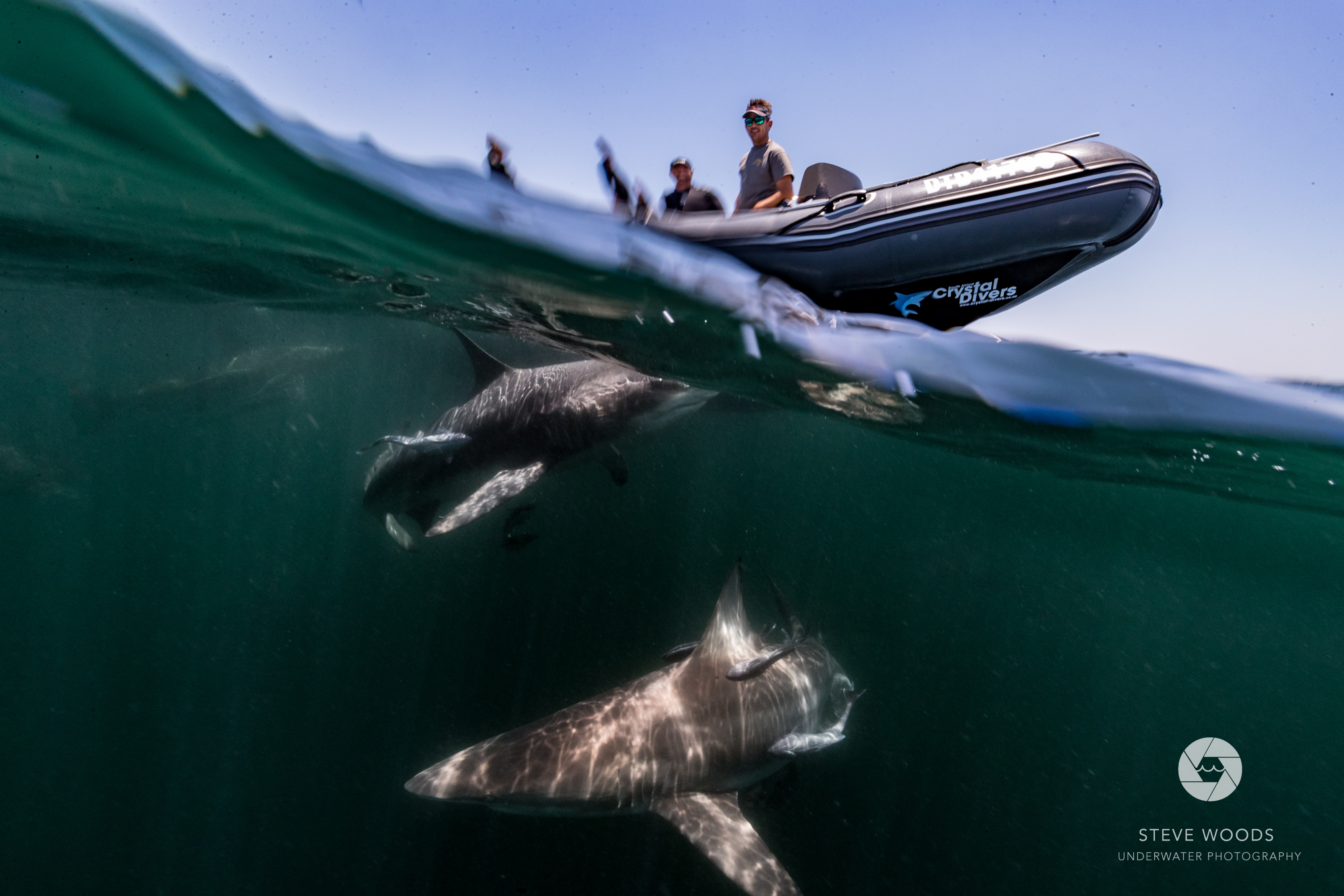 baited shark diving- aliwal shoal, south africa