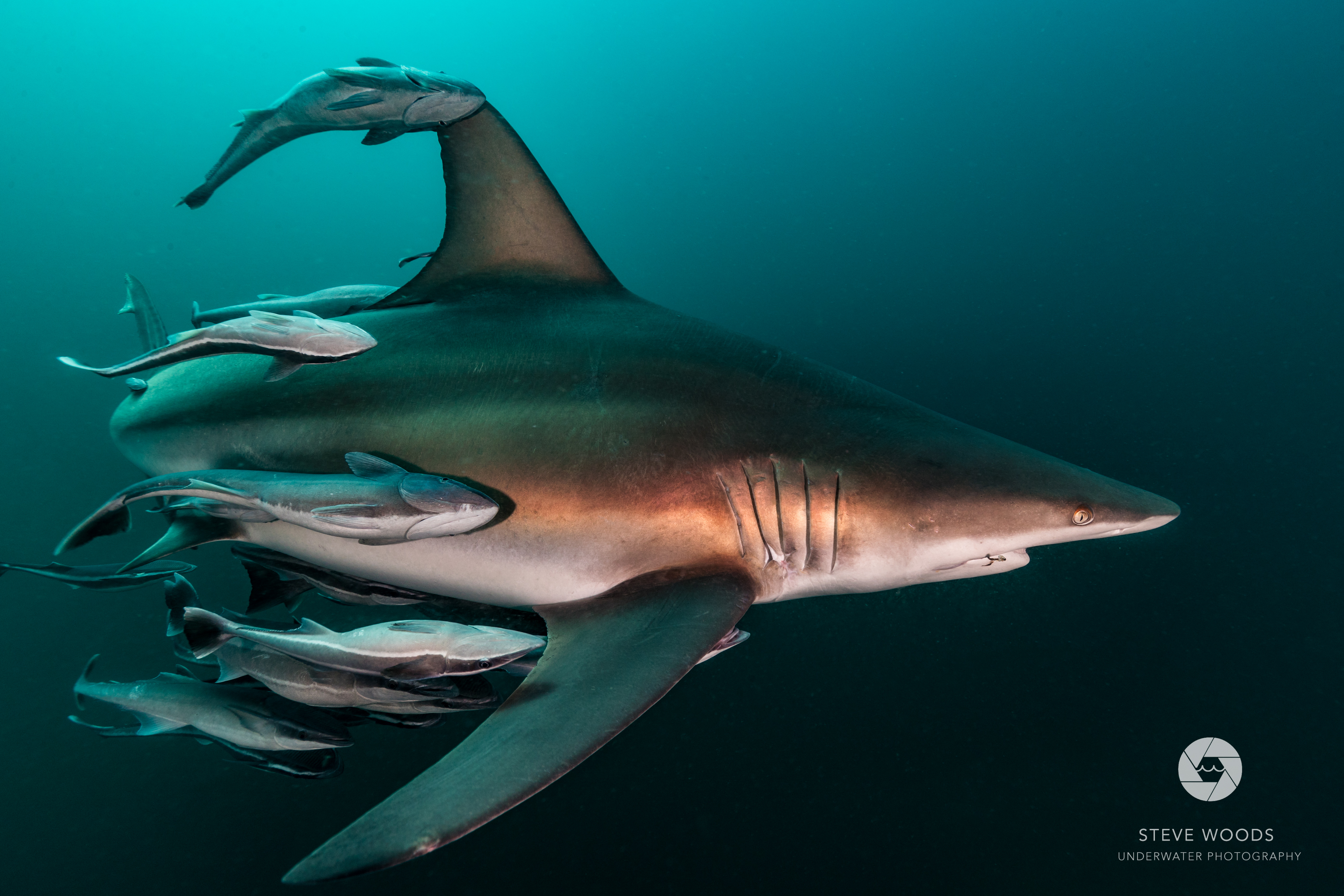 baited shark diving - aliwal shoal, south africa