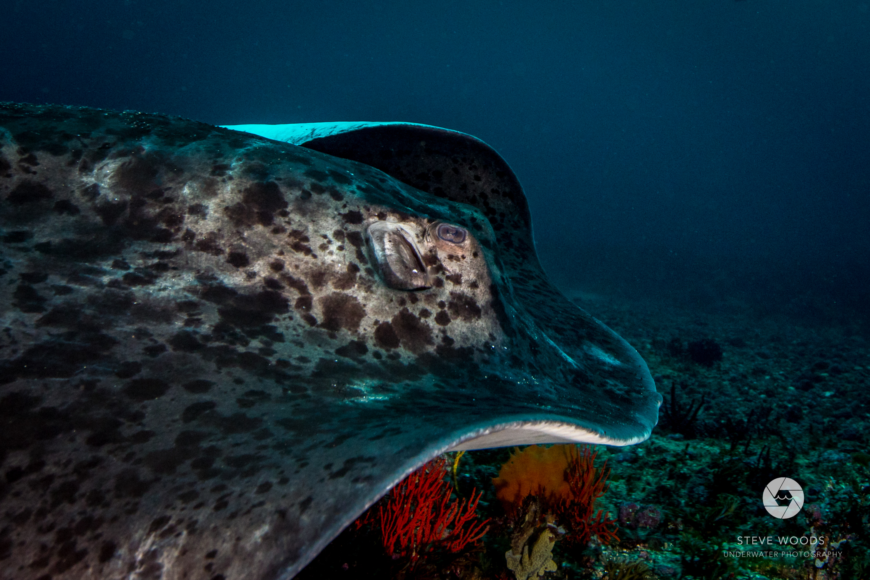 scuba diving - aliwal shoal, south africa