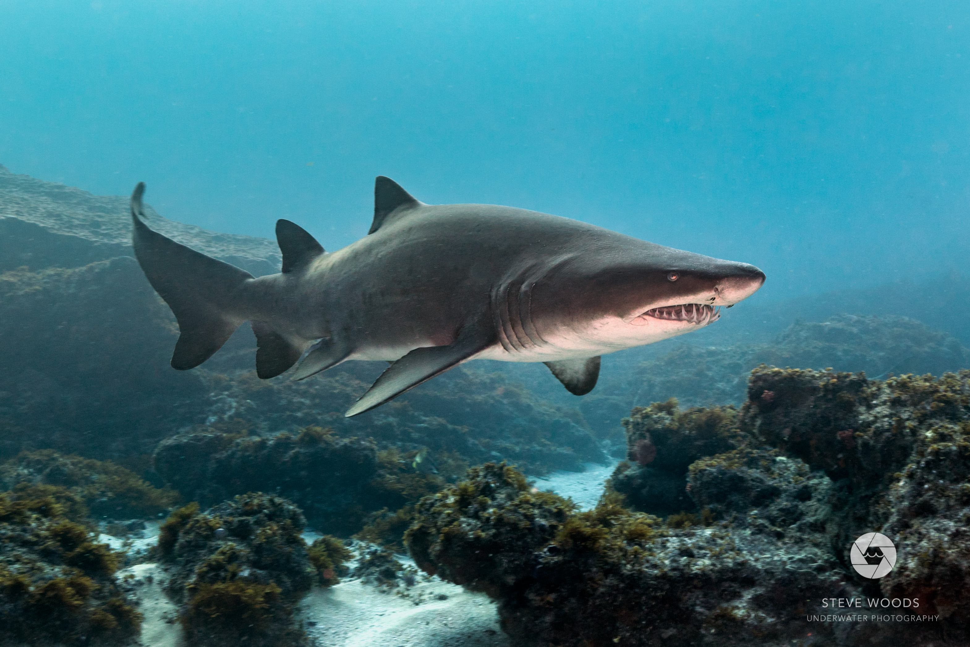 scuba diving - aliwal shoal, south africa