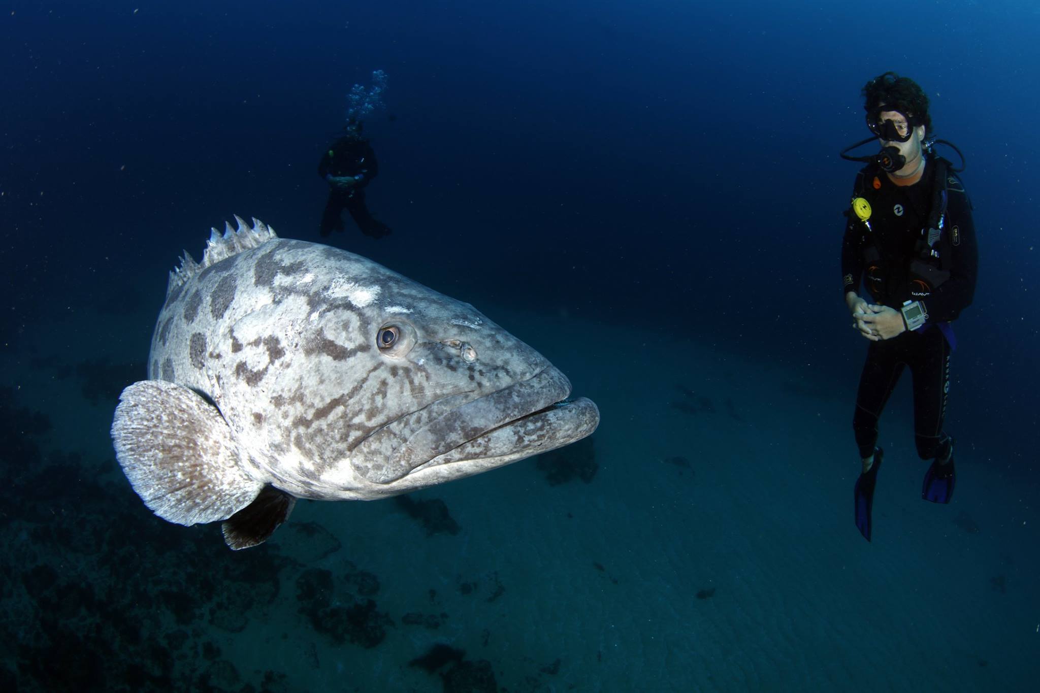 padi courses - aliwal shoal, south africa