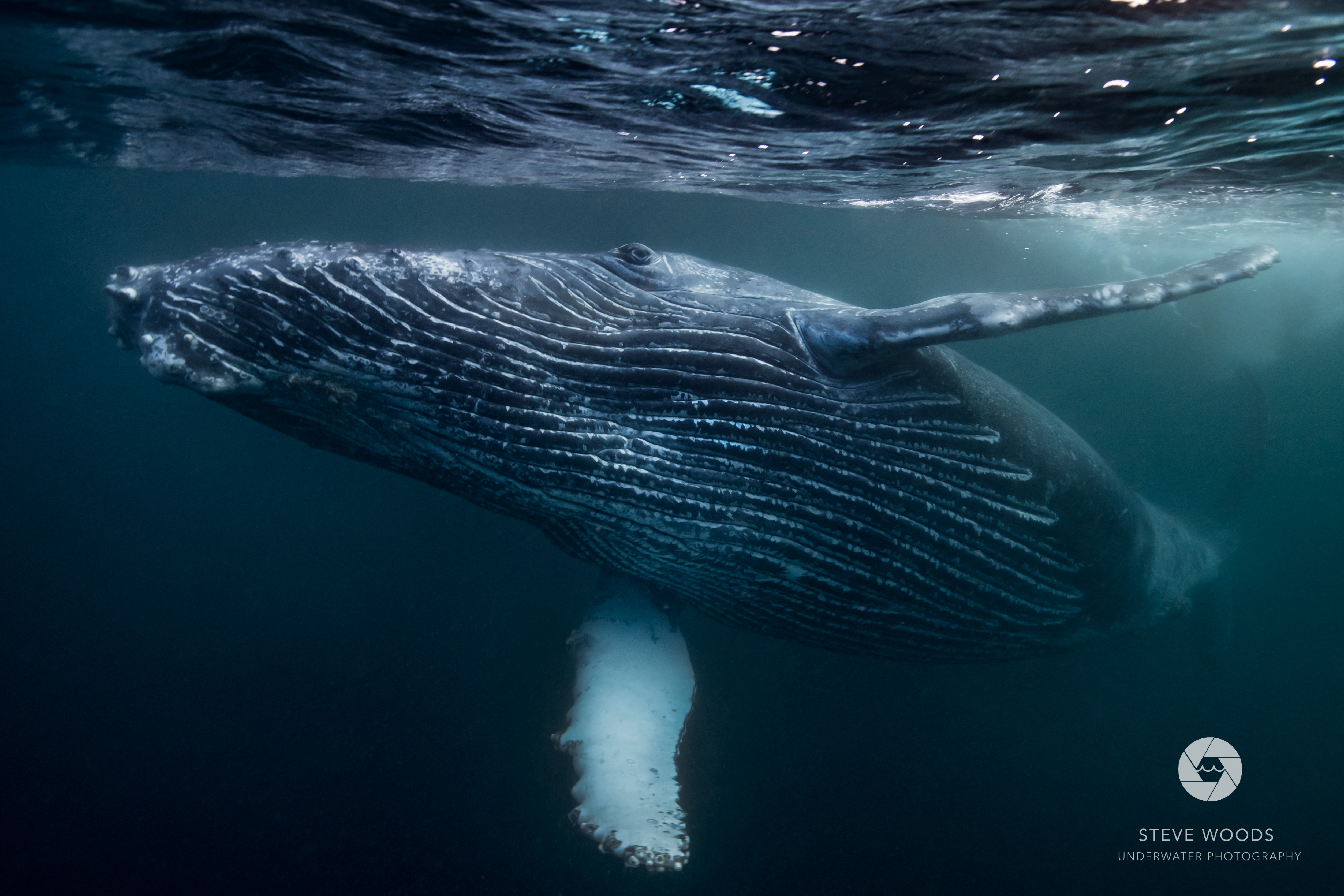 scuba diving - aliwal shoal, south africa