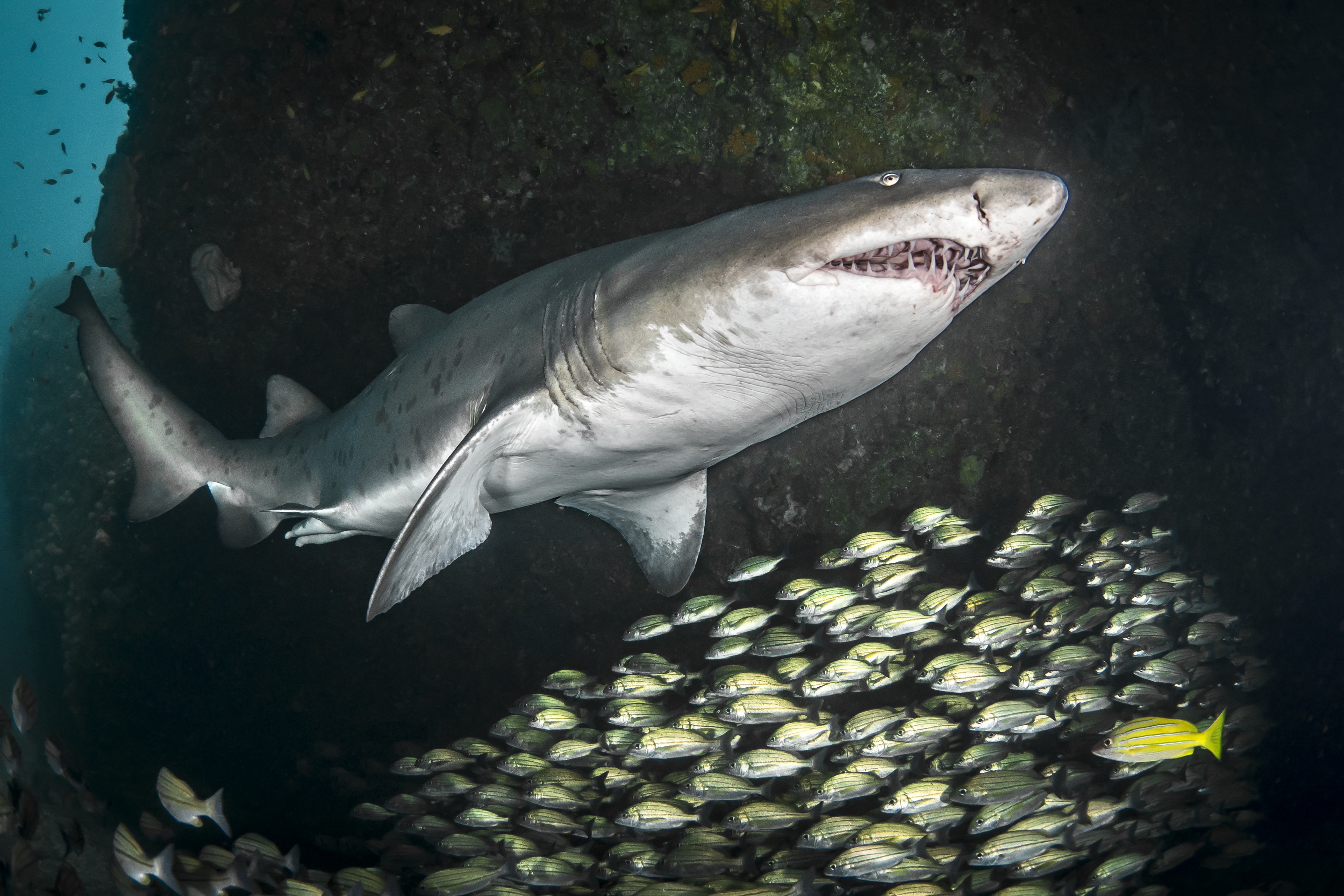 scuba diving - aliwal shoal, south africa